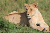 Masai Mara - Löwe beim Sonnenbad