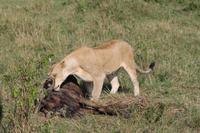 Masai Mara - Löwin mit Frühstück
