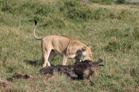 Masai Mara - Löwin mit Frühstück