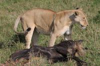 Masai Mara - Löwin mit Frühstück