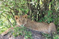 Masai Mara - Löwenjunges