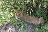 Masai Mara - Löwenjunges