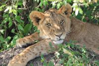 Masai Mara - Löwenjunges