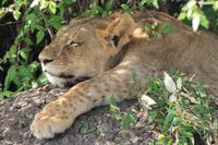 Masai Mara - Löwenjunges