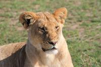 Masai Mara - Löwe beim Sonnenbad