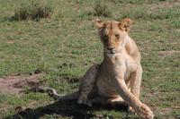 Masai Mara - Löwe beim Sonnenbad