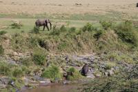 Masai Mara - Flusspferd und Elefant