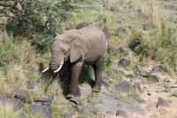 Masai Mara - Elefant am Wasser