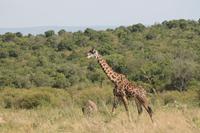 Masai Mara - Massaigiraffe