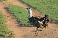 Masai Mara - Riesentrappe