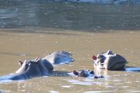Masai Mara - Hippopool