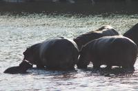 Masai Mara - Hippopool