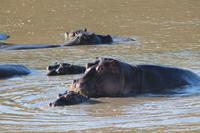 Masai Mara - Hippopool