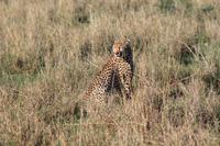 Masai Mara - Gepard