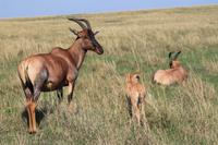 Masai Mara - Topi mit Jungem