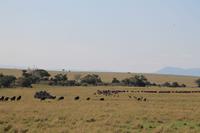 Masai Mara - die große Wanderung