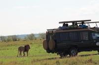 Masai Mara - Becci im Angesicht des Löwenmännchen