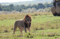 Masai Mara - Löwenmännchen