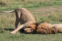 Masai Mara - Löwenmännchen