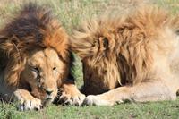 Masai Mara - Löwenmännchen