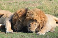 Masai Mara - Löwenmännchen