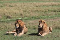 Masai Mara - Löwenmännchen