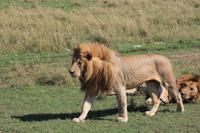 Masai Mara - Löwenmännchen