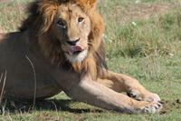 Masai Mara - Löwenmännchen
