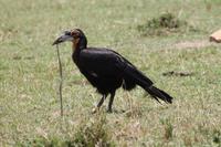 Masai Mara - Junger Hornrabe mit Futter