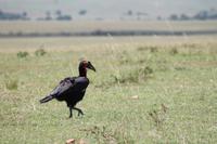 Masai Mara - Hornrabe