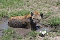 Masai Mara - Hyäne