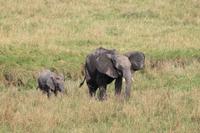Masai Mara - Elefantenherde