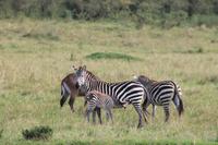 Masai Mara - Steppenzebra mit Jungem