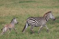 Masai Mara - Steppenzebra mit Jungem