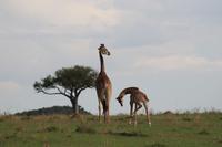 Masai Mara