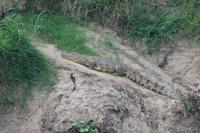 Masai Mara - Krokodil am Mara Fluss