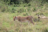 Masai Mara - Löwenfamilie