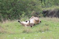 Masai Mara - Löwenpause