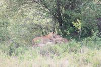 Masai Mara - Löwenfamilie