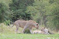 Masai Mara - Löwenfamilie