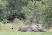 Masai Mara - Löwenfamilie