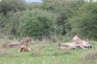 Masai Mara - Löwenfamilie