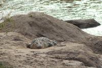 Masai Mara - Krokodil am Mara Fluss