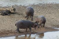 Masai Mara - Flusspferde am Marafluss