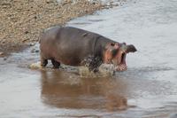Masai Mara - Flusspferd am Marafluss