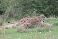 Masai Mara - Löwenfamilie