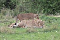 Masai Mara - Löwenfamilie