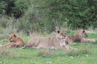 Masai Mara - Löwenfamilie