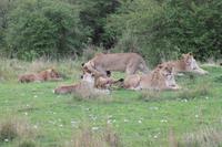 Masai Mara - Löwenfamilie