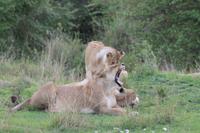 Masai Mara - Löwenfamilie